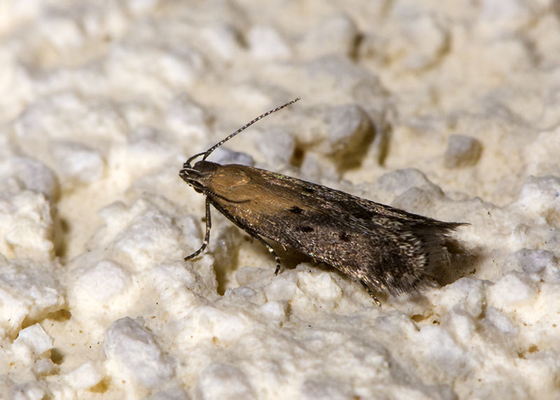 Gelechiidae 5:  Stomopteryx remissella